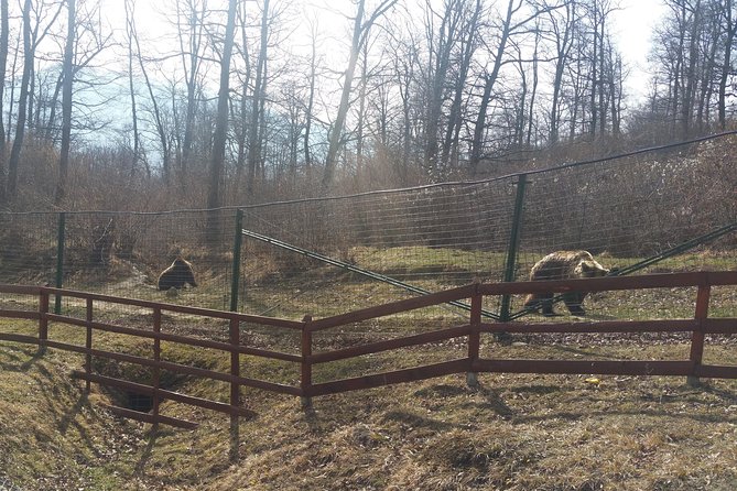 LiBearty Bear Sanctuary Zarnesti Small-Group Trip from Brasov - The ride from Brasov in a group of seven