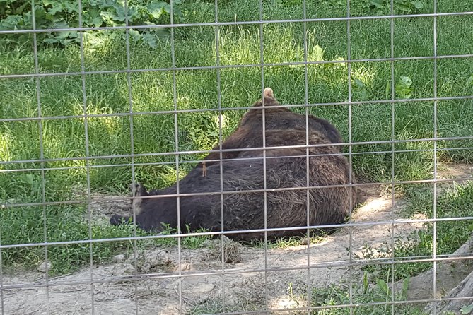 LiBearty Bear Sanctuary Zarnesti Small-Group Trip from Brasov - What makes the sanctuary different from a zoo