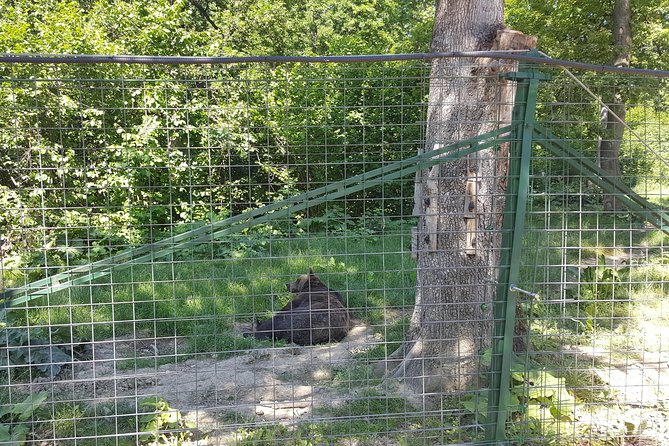 LiBearty Bear Sanctuary Zarnesti Small-Group Trip from Brasov - Who should book this experience?