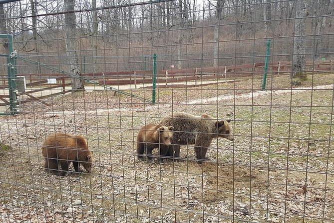LiBearty Bear Sanctuary Zarnesti Small-Group Trip from Brasov - Practical details that can make the morning easier