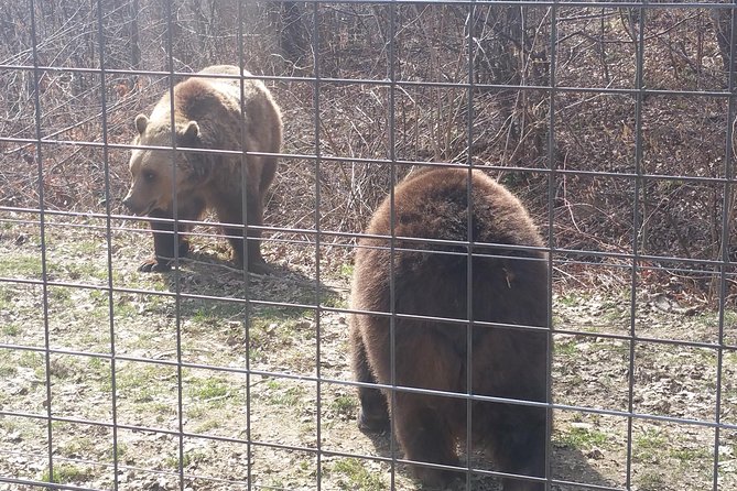LiBearty Bear Sanctuary Zarnesti Small-Group Trip from Brasov - Walking the two-kilometer sanctuary path
