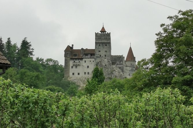 Libearty Brown Bears Sanctuary & Fun with ATV or Buggy Quad Tour - A full day from Bucharest with three very different moods