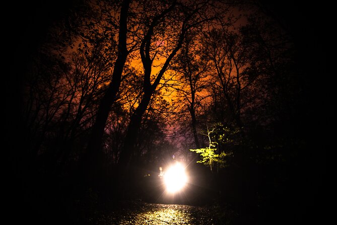 Night Tour in Hoia Baciu Forest - Walking the 3.5-kilometer route to the Round Clearing