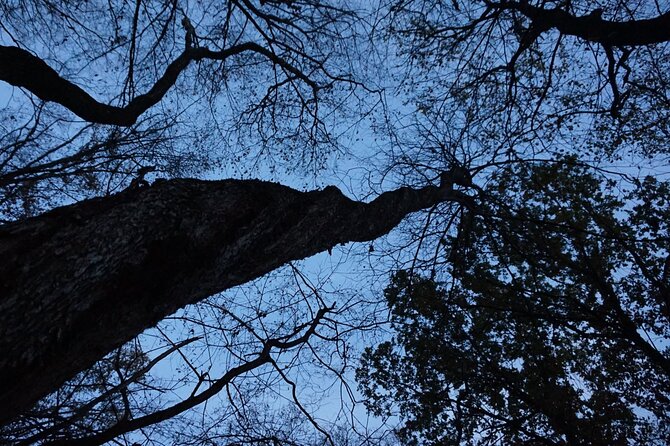 Night Tour in Hoia Baciu Forest - Folklore without forced belief