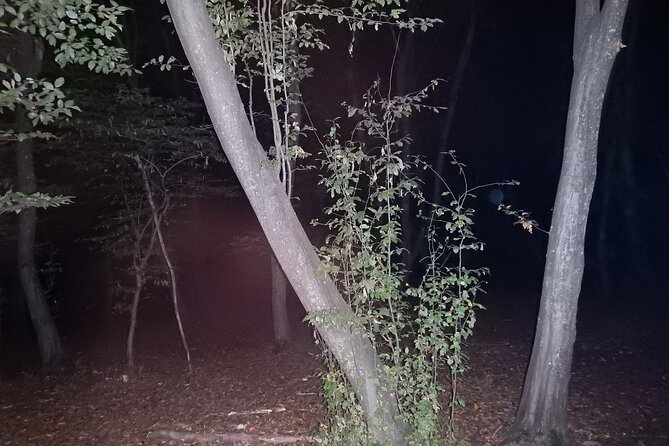 Night Tour in Hoia Baciu Forest - Who will enjoy this night tour