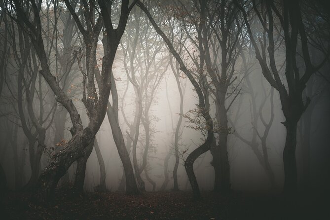 Night Tour in Hoia Baciu Forest - Booking, cancellation, and practical details