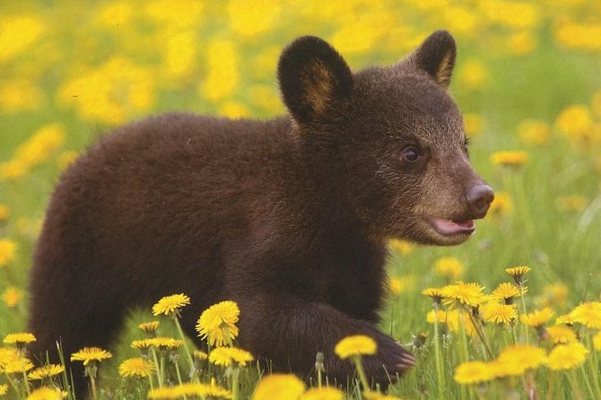 One day trip Bear Sanctuary Dracula Castel and Rasnov Fortress from Brasov - The bear sanctuary gives the day its purpose