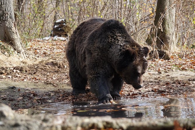 One day trip Bear Sanctuary Dracula Castel and Rasnov Fortress from Brasov - Rasnov currently means views, gardens, and a closed fortress