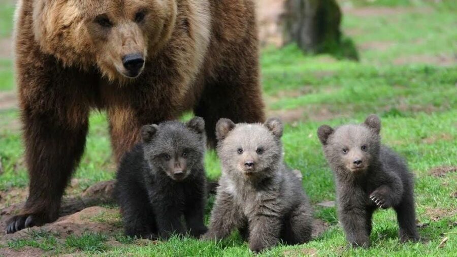 One day trip Bear Sanctuary, Dracula Castle - From Brașov to a very different side of Transylvania