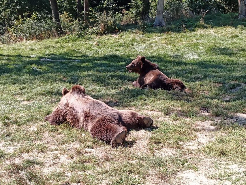 One day trip Bear Sanctuary, Dracula Castle - FAQ