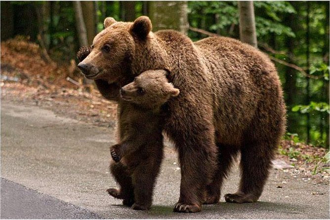 One day trip Bear Sanctuary, Dracula Castle, Rasnov Fortress from Brasov - Libearty Bear Sanctuary in Zarnesti
