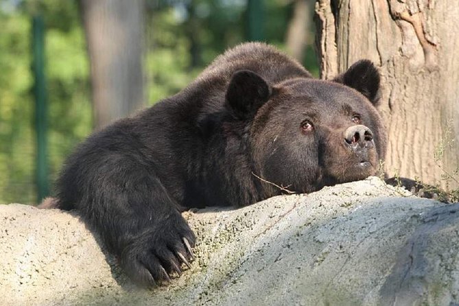 One day trip Bear Sanctuary, Dracula Castle, Rasnov Fortress from Brasov - What the guide does, and what you do yourself
