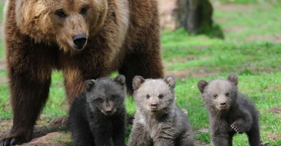 One day trip Bear Sanctuary, Dracula Castle - Watching bears at Libearty Sanctuary in Zărnești