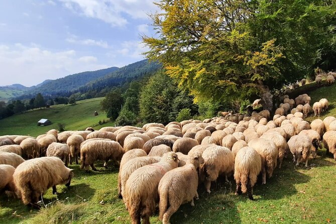 Pestera and Magura Full-Day Private Walking Tour from Brasov - Is $103.45 good value?