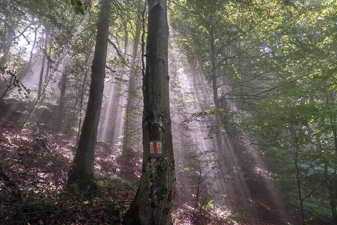 Piatra Craiului National Park Private Hiking Tour from Brasov - The hard parts: steep climbs, cables, and the descent