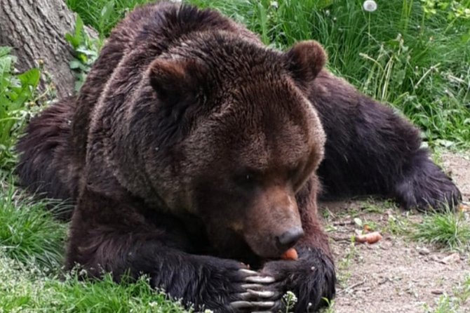 Private 4-Day Tour in Transylvania including Transfagarasan Road from Bucharest - Day four: rescued bears and Snagov’s Dracula connection