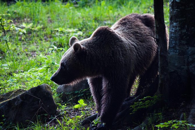 Private Brown Bear Watching Experience near Odorheiu Secuiesc - Key points to know before you go