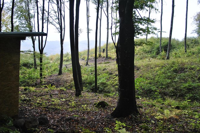 Private Brown Bear Watching Experience near Odorheiu Secuiesc - Why this is a real wild bear experience
