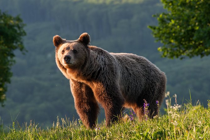 Private Brown Bear Watching Experience near Odorheiu Secuiesc - The 500-meter walk to the hide