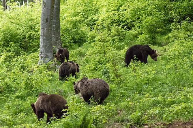 Private Brown Bear Watching Experience near Odorheiu Secuiesc - What three hours in the hide feels like
