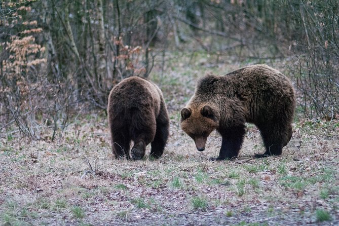 Private Brown Bear Watching Experience near Odorheiu Secuiesc - Photography, silence, and useful equipment