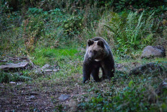 Private Brown Bear Watching Experience near Odorheiu Secuiesc - Safety without losing the wild feeling