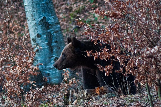 Private Brown Bear Watching Experience near Odorheiu Secuiesc - Is $82.80 a fair price?
