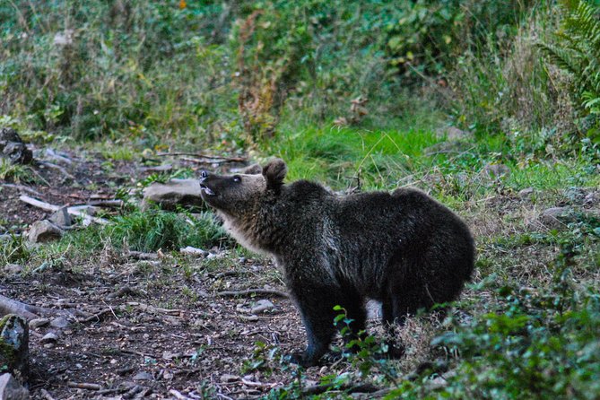Private Brown Bear Watching Experience near Odorheiu Secuiesc - Weather, cancellation, and timing