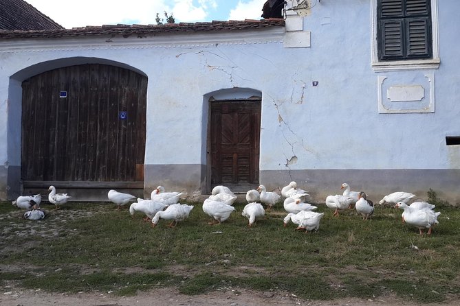 Private Day Tour Sighisoara and Viscri from Brasov with Hotel Pick Up/ Drop Off - Leaving Brasov at 9 am