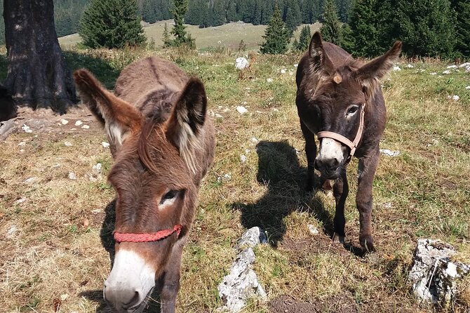 Private Full-Day Hiking Tour in Piatra Craiului National Park - What the Private Format Adds