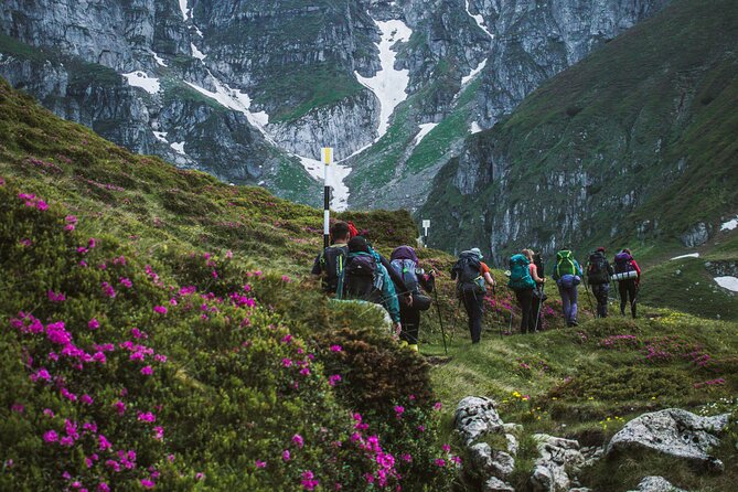 Private Hiking to Bucegi Natural Park from Brasov - Plants, animals, and a possible bear encounter