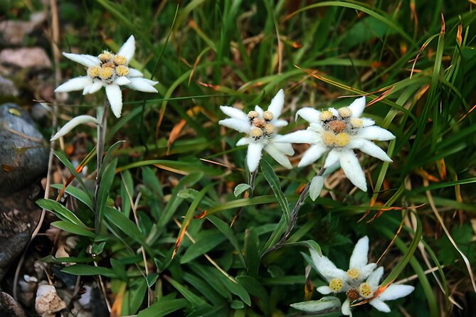Private Hiking to Bucegi Natural Park from Brasov - Who should book this Bucegi hike