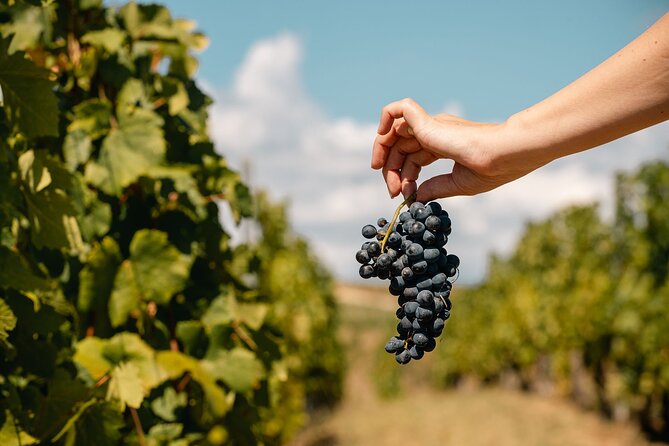 Private Tasting Expedition Along Romania’s Most Famous Wine Route - The guide adds more than directions
