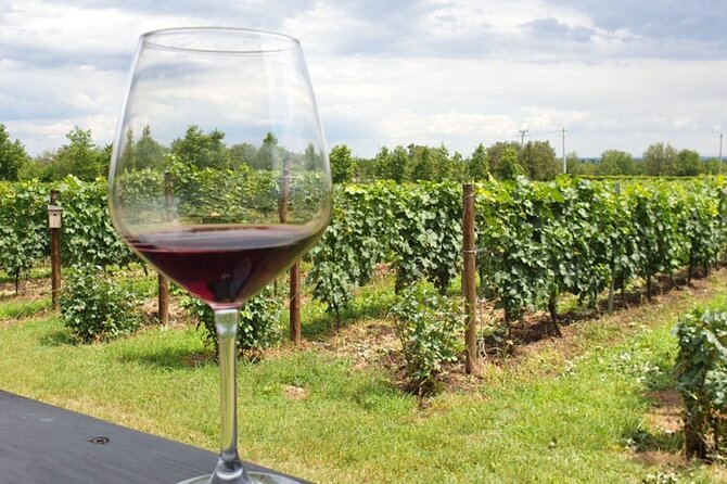 Private Wine Tasting in Cellar and the Winemaking process - Inside Rotarescu House Boutique Wine Cellar
