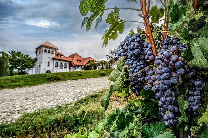 Private Wine Tasting in Cellar and the Winemaking process - Is $160.75 per person good value?