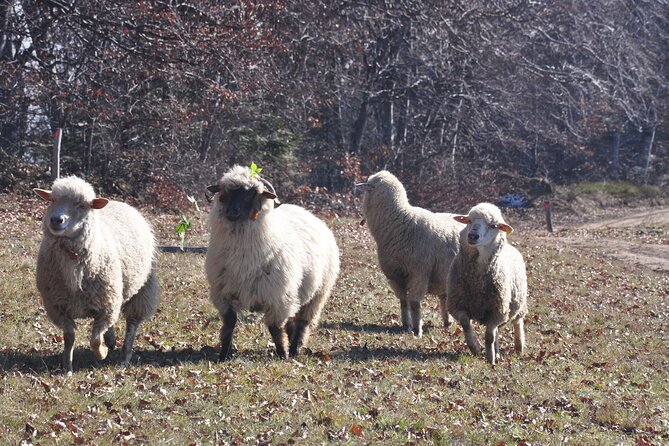 Rambling in Transylvania - A 10 to 12 km walk through Piatra Craiului