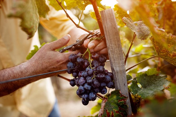 Romanian Wine Tasting - More than 10 pours, plus snacks