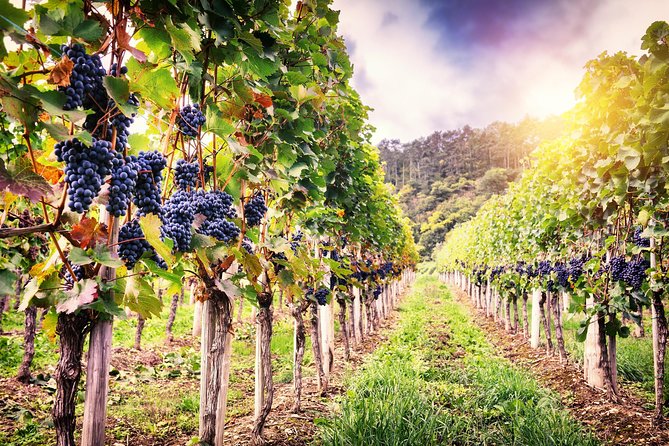 Romanian Wine Tasting - Leaving Bucharest at 9:30 am