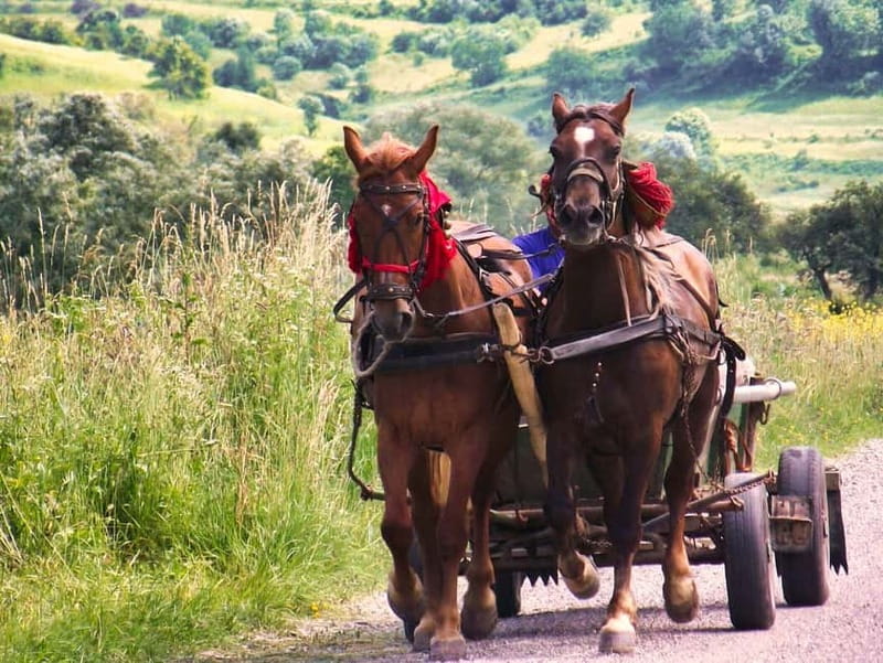 Sighisoara & wine tasting (from Cluj) - The early road from Cluj through Transylvania