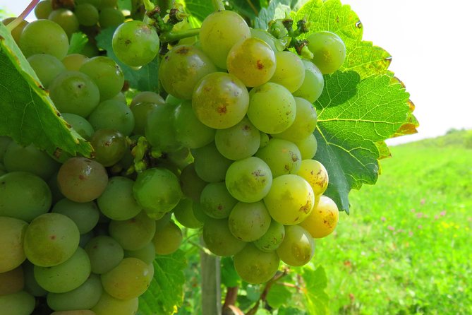 The wine route by bike - Twelve paved kilometers to Rotenberg Winery