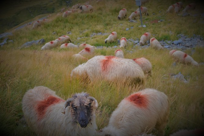 Transfagarasan, Vidraru and Poenari Fortress Tour from Sibiu - What a private guide adds