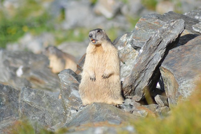 Transfagarasan, Vidraru and Poenari Fortress Tour from Sibiu - Four hours on the Transfagarasan