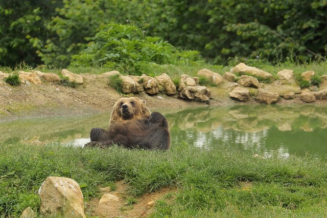 Transylvania with Dracula Castle, Bear Sanctuary and Brasov - Who will enjoy this day most?