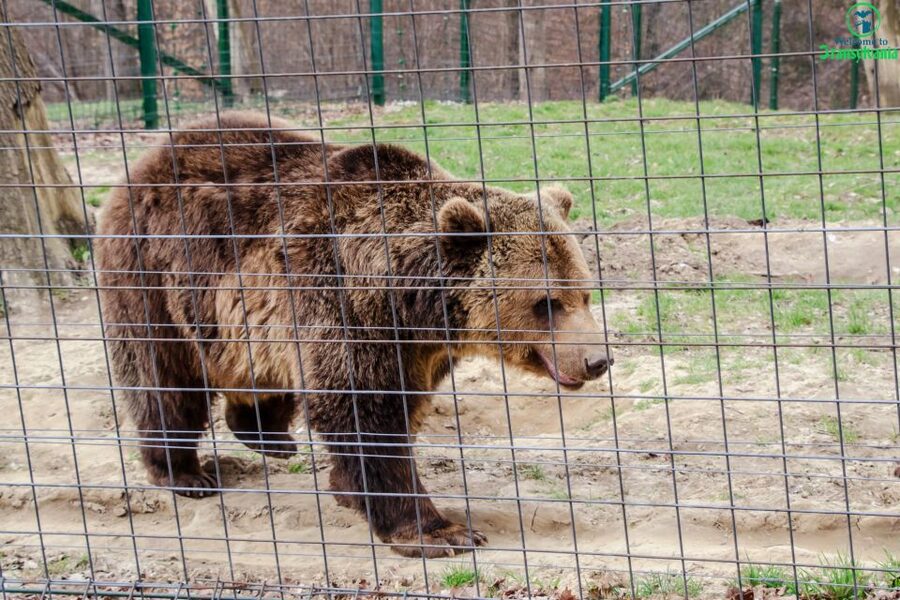 Visit Bear Sanctuary and Bran Castle from Brasov - Practical advice for a smoother visit